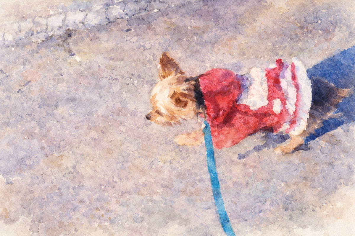 16歳の老犬が元気に走る様子